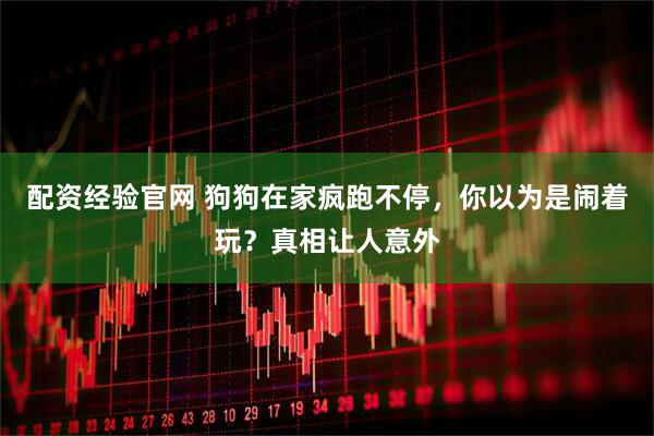 配资经验官网 狗狗在家疯跑不停，你以为是闹着玩？真相让人意外