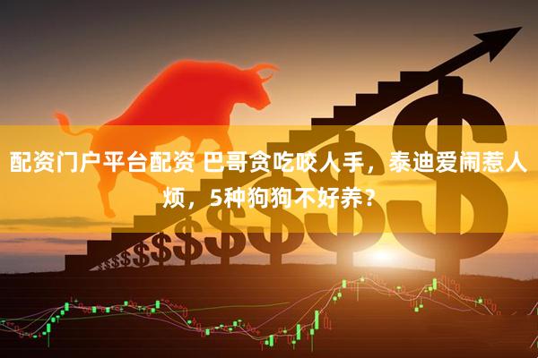 配资门户平台配资 巴哥贪吃咬人手，泰迪爱闹惹人烦，5种狗狗不好养？